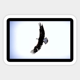 Bald Eagle wingspan Sticker